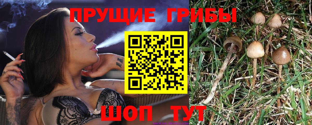 Заводоуковск  Галлюциногенные грибы Cubensis  Вход с VPN 